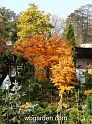 wbgarden autumn 12